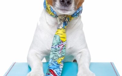 Dog gone fun – cruising with your pooch